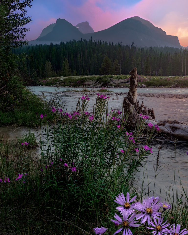 The Bow River carves through Banff National Park. A smokey sunset in the background matches the colours of the flowers in the foreground