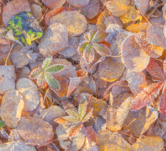 An intimate landscape photograph of Frost covering fallen leaves in the fall in White Butte Trails, Saskatchewan