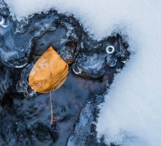An intimate landscape photograph of a leaf encased in ice during fall at Pine Cree Regional Park, Saskatchewan