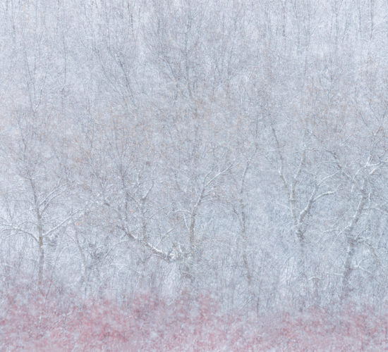 An intimate landscape photograph of trees in a snowstorm in Wascana Trails, Saskatchewan