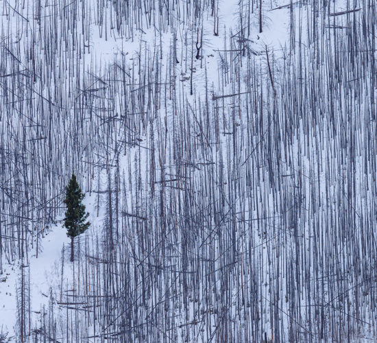 A lone conifer stands in a burnt forest in the Canadian Rockies