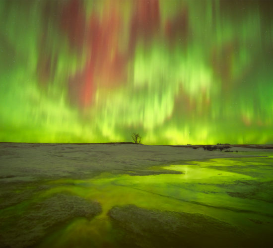 Aurora Borealis dancing above the Saskatchewan landscape in winter