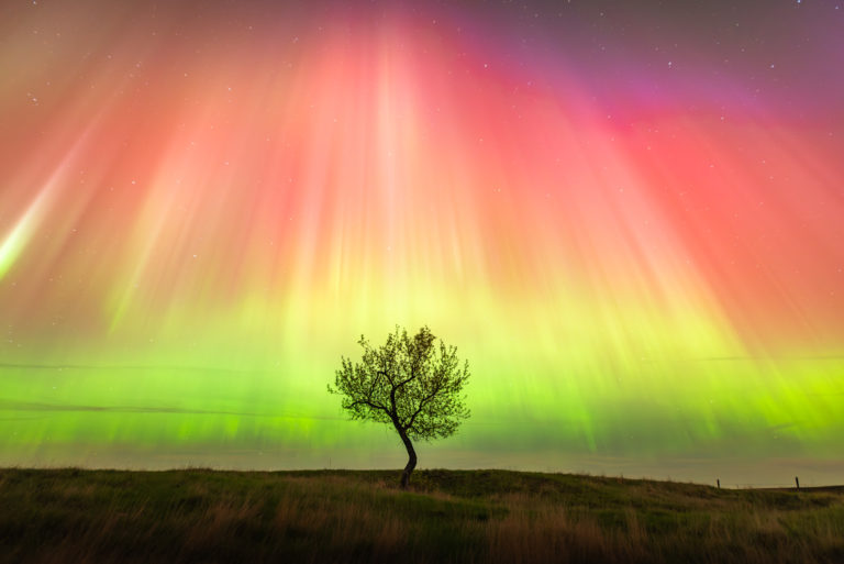 A night photograph of a geomagnetic storm over a lone tree in Saskatchewan. Aurora Borealis in vibrant red and greens