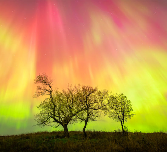 A night photograph of a geomagnetic storm over three trees in Saskatchewan. Aurora Borealis in vibrant red and greens