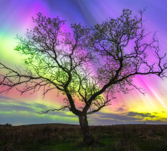 Aurora Borealis behind a large tree in Saskatchewan featuring all the different colours of the northern lights: blue, green, yellow, red, and purple