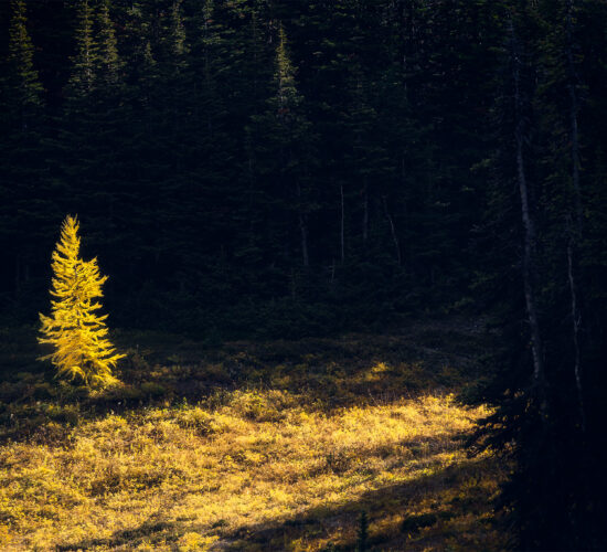 An intimate landscape photograph of a lone golden larch tree on the Rockwall Pass in the Canadian Rockies