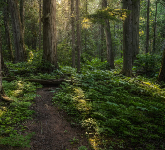 A forest photograph of the Giant Cedars Boardwalk in Revelstoke British Columbia