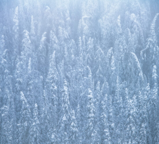 A winter photograph of frozen trees along the continental divide in the Canadian Rockies