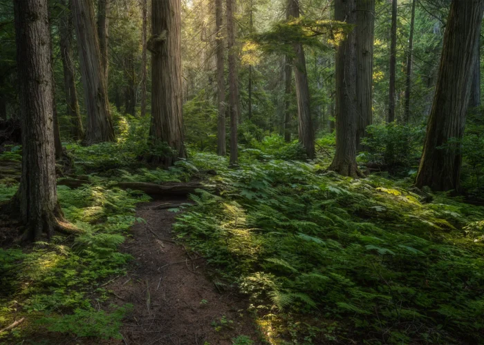 A forest photograph of the Giant Cedars Boardwalk in Revelstoke British Columbia