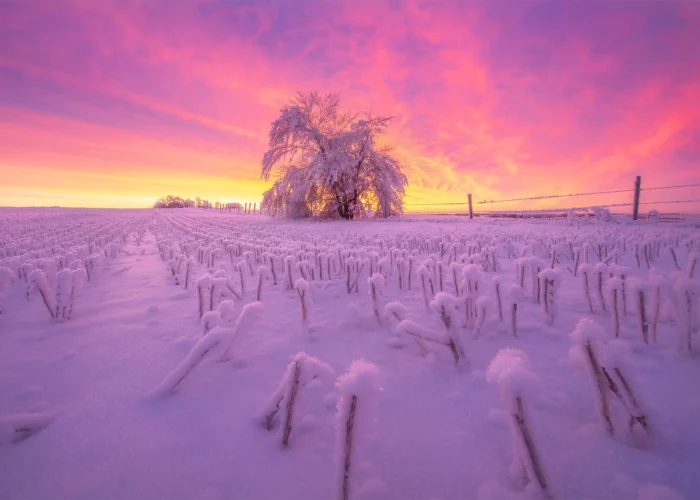 Nature photography of a Saskatchewan sunrise. A burning sky reflects on hoar frost and snow