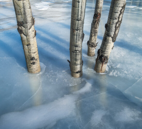 An intimate landscape photograph of aspen trees on Abraham Lake frozen in the ice