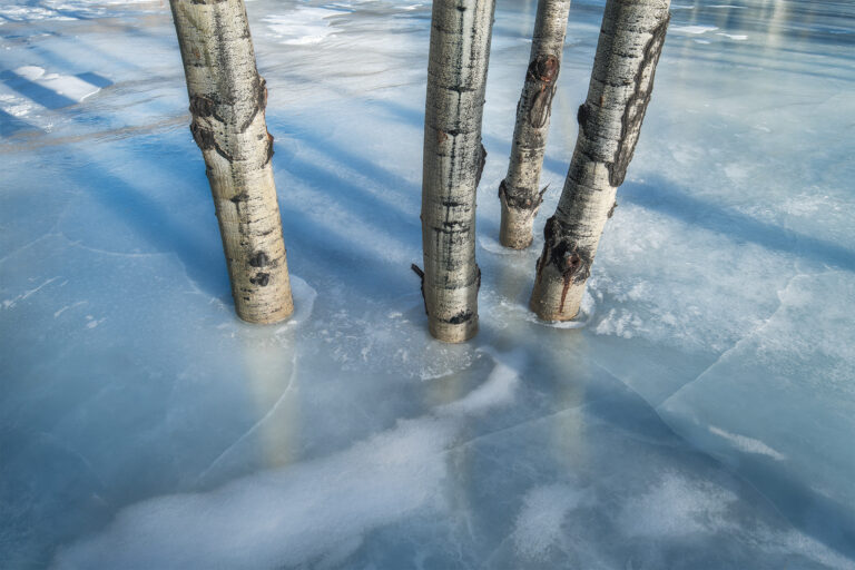 An intimate landscape photograph of aspen trees on Abraham Lake frozen in the ice