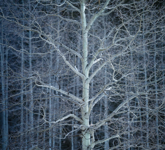 An intimate landcape photograph of an aspen tree in Kananaskis Country, Alberta