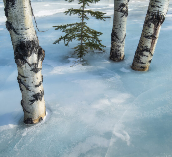 An intimate landscape photograph of aspen trees on Abraham Lake frozen in the ice