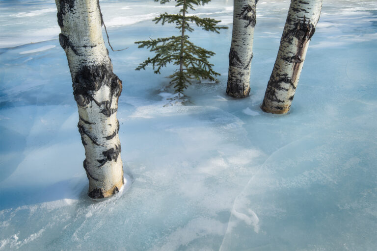 An intimate landscape photograph of aspen trees on Abraham Lake frozen in the ice